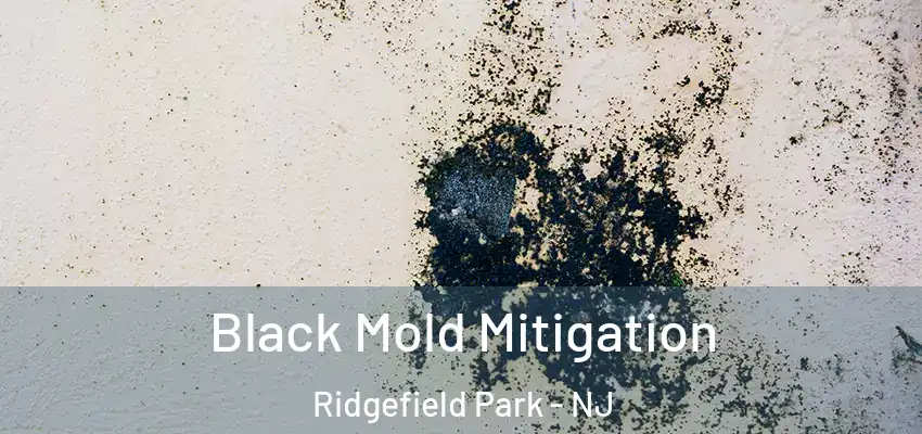 Black Mold Mitigation Ridgefield Park - NJ