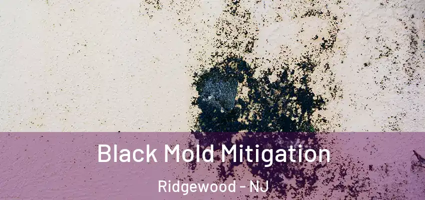  Black Mold Mitigation Ridgewood - NJ