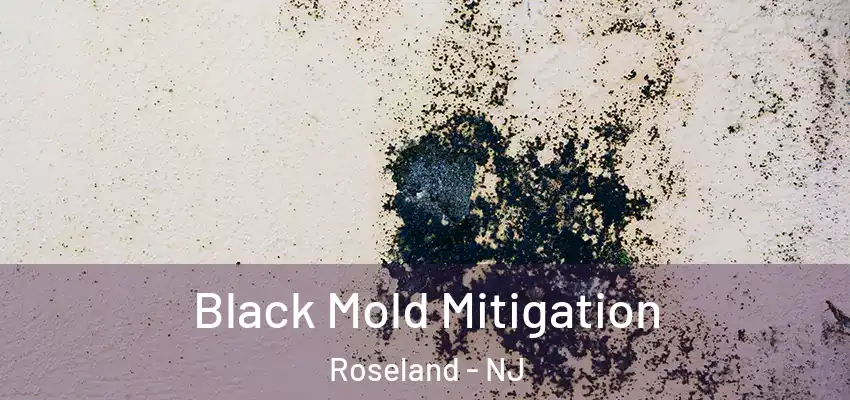 Black Mold Mitigation Roseland - NJ