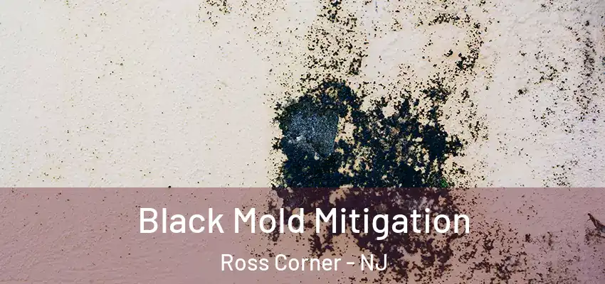Black Mold Mitigation Ross Corner - NJ