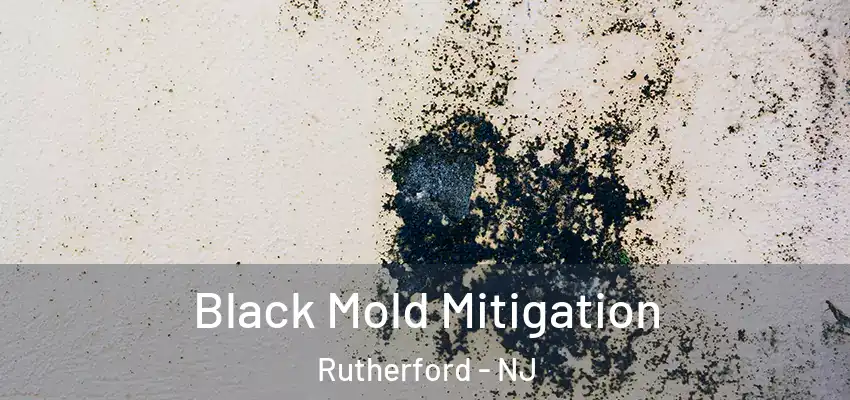 Black Mold Mitigation Rutherford - NJ