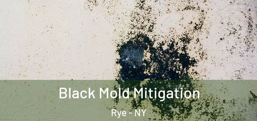 Black Mold Mitigation Rye - NY