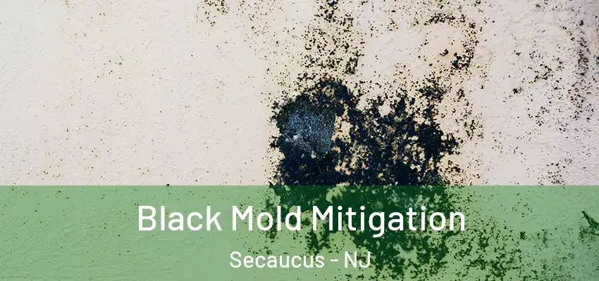 Black Mold Mitigation Secaucus - NJ