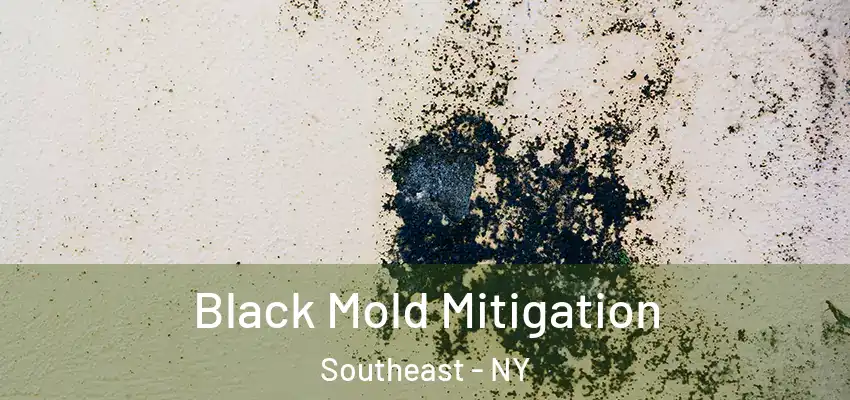 Black Mold Mitigation Southeast - NY