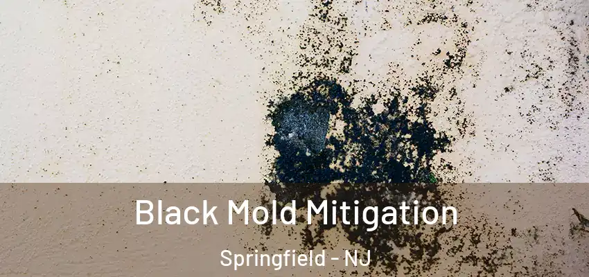 Black Mold Mitigation Springfield - NJ