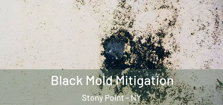 Black Mold Mitigation Stony Point - NY