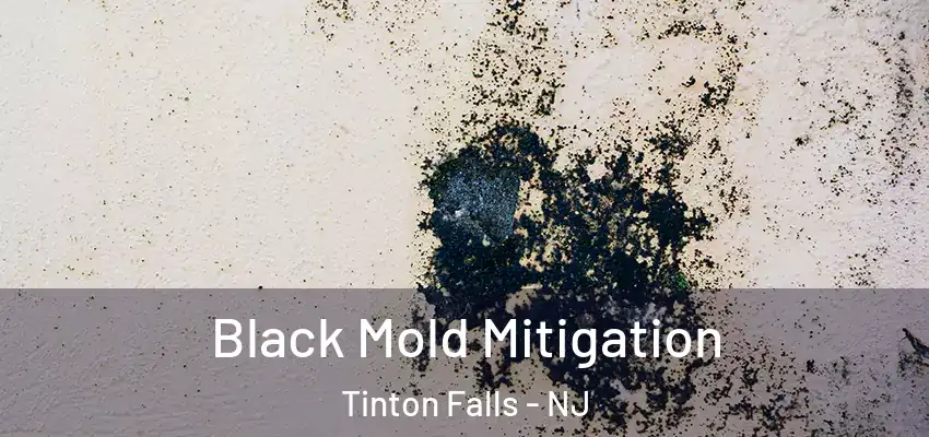  Black Mold Mitigation Tinton Falls - NJ