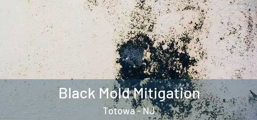 Black Mold Mitigation Totowa - NJ
