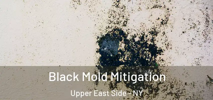 Black Mold Mitigation Upper East Side - NY