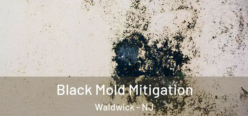 Black Mold Mitigation Waldwick - NJ
