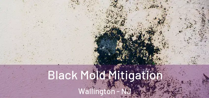 Black Mold Mitigation Wallington - NJ