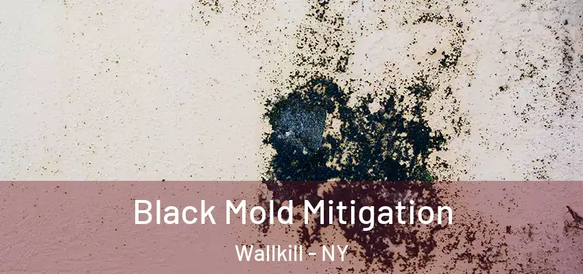 Black Mold Mitigation Wallkill - NY