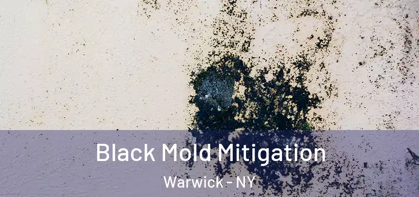Black Mold Mitigation Warwick - NY