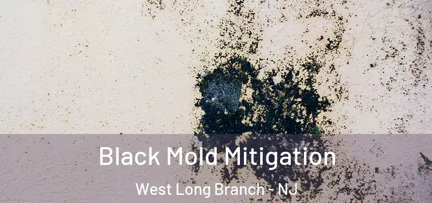 Black Mold Mitigation West Long Branch - NJ