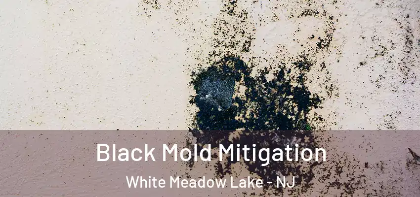  Black Mold Mitigation White Meadow Lake - NJ