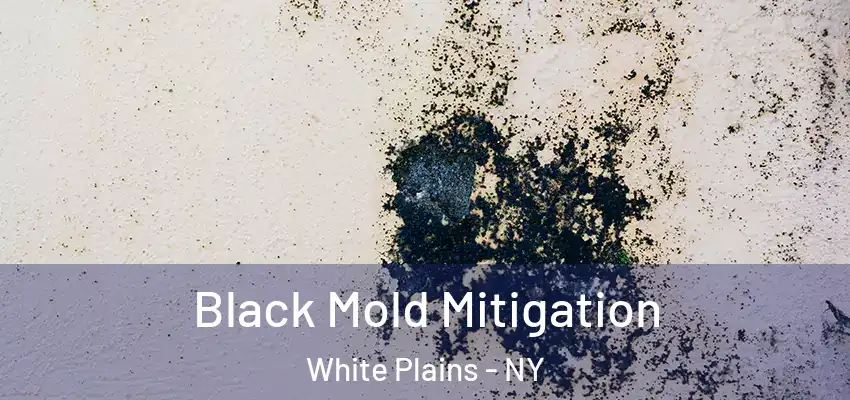  Black Mold Mitigation White Plains - NY