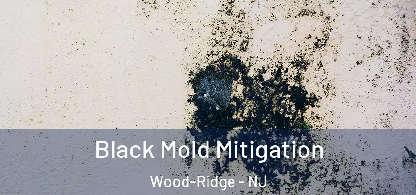  Black Mold Mitigation Wood-Ridge - NJ