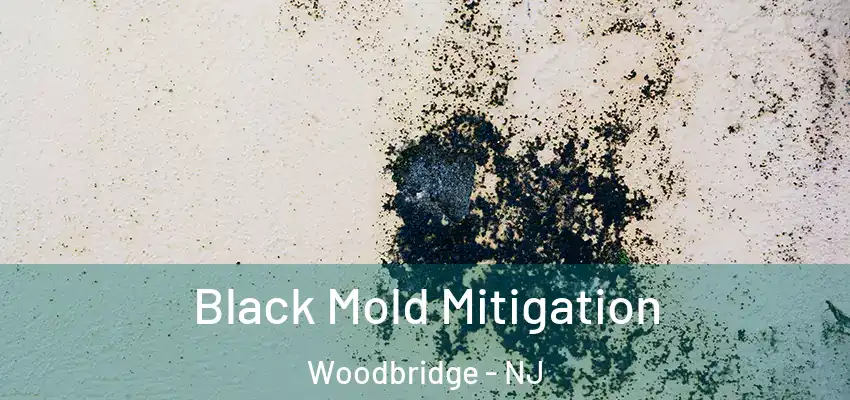  Black Mold Mitigation Woodbridge - NJ