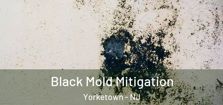 Black Mold Mitigation Yorketown - NJ