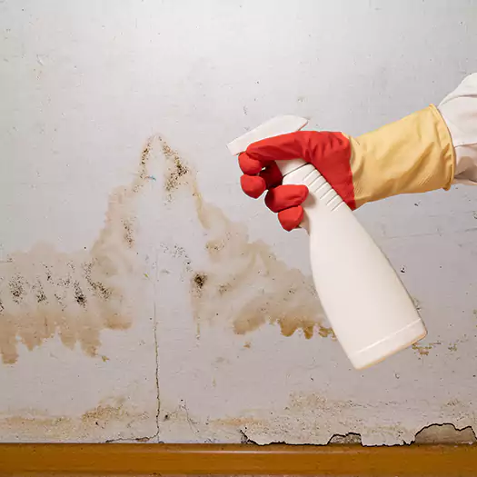 Trusted Black Mold Mitigation Specialists in Dover, NJ