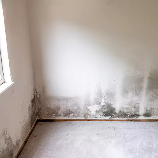 Trusted Mold Cleanup Specialists in Cornwall, NY