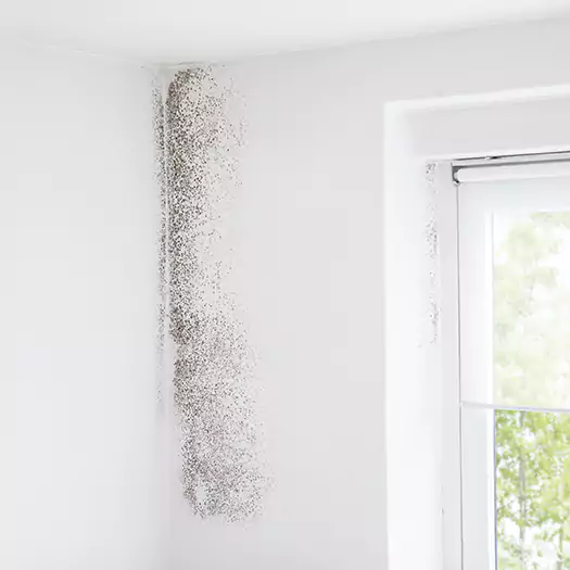 Trusted Mold Eradication Professionals Serving in Cornwall, NY