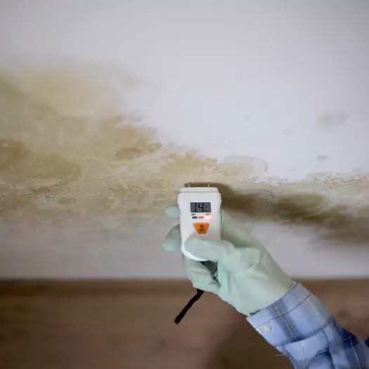 Reliable Mold Inspection Experts in Closter, NJ