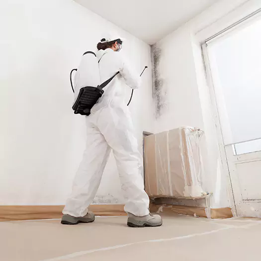Experienced Mold & Mildew Specialists in Cornwall, NY