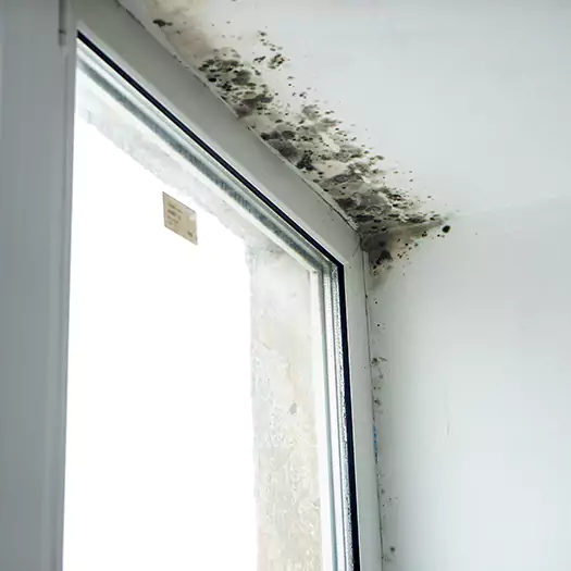 Trusted Mold on Bathroom Ceiling Experts in Clark, NJ