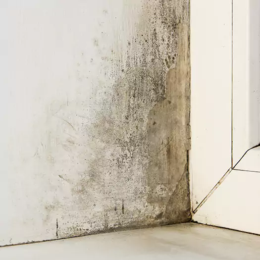 Skilled Mold on Drywall Experts in Carmel, NY