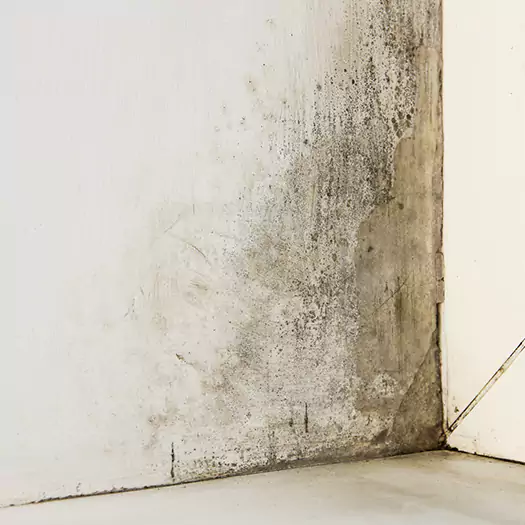 #1 Mold Remediation and Removal Experts in Edgewater, NJ