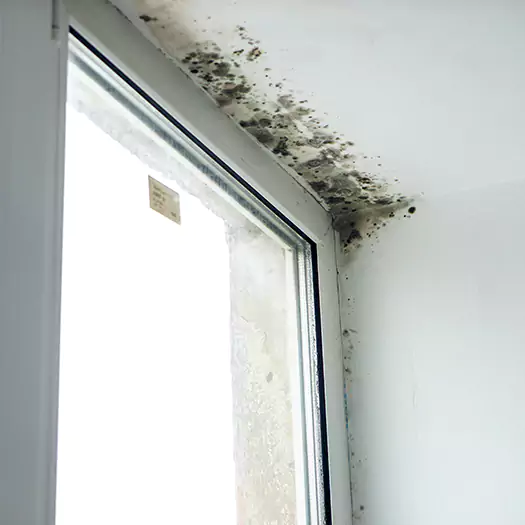 Reliable Mold Treatment Specialists in Cornwall, NY