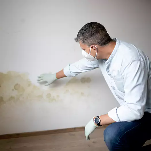 Trusted Mold Remediation and Removal Experts in New York, ty