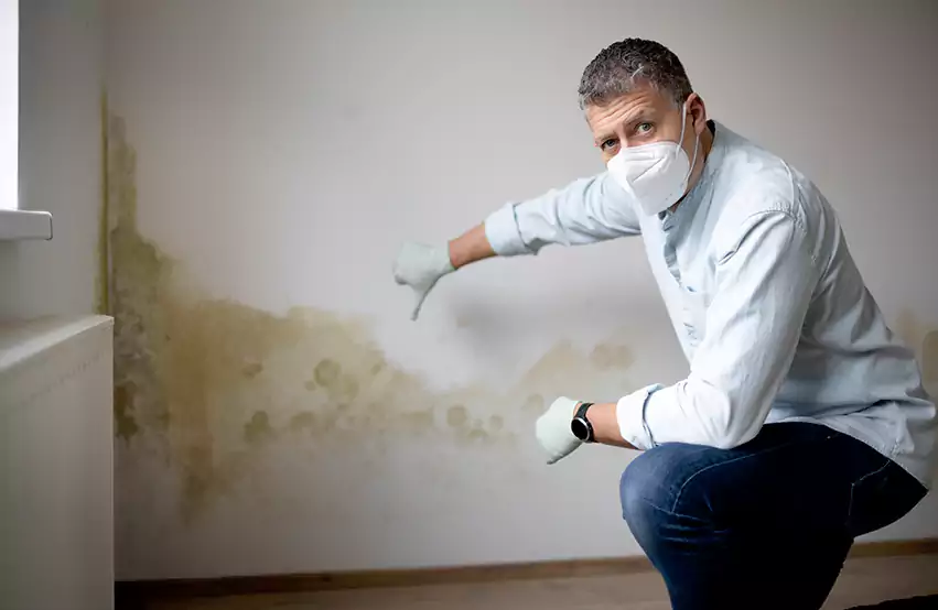 Mold Removal in New York, ty