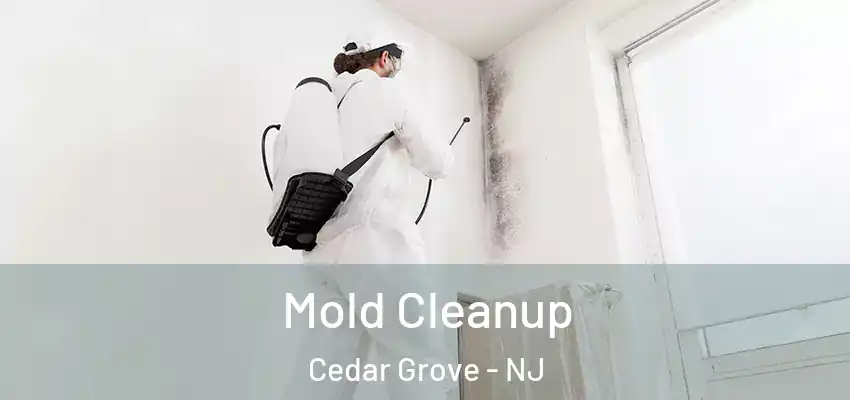  Mold Cleanup Cedar Grove - NJ