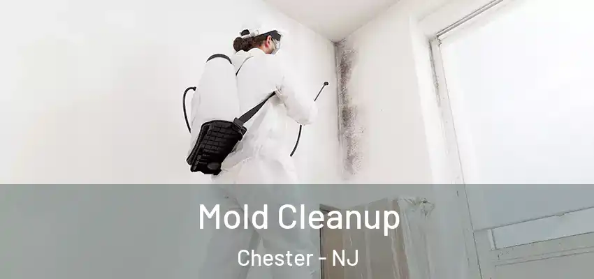 Mold Cleanup Chester - NJ