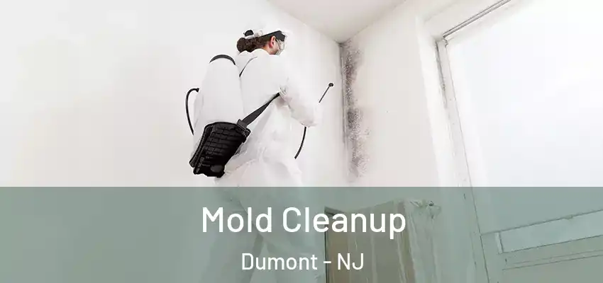  Mold Cleanup Dumont - NJ