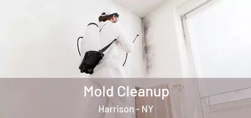 Mold Cleanup Harrison - NY