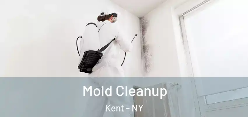 Mold Cleanup Kent - NY