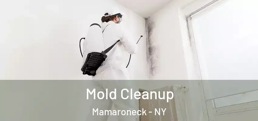  Mold Cleanup Mamaroneck - NY