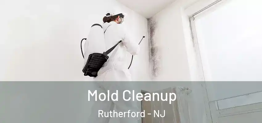 Mold Cleanup Rutherford - NJ
