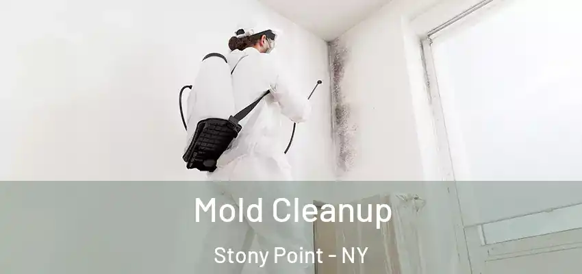 Mold Cleanup Stony Point - NY