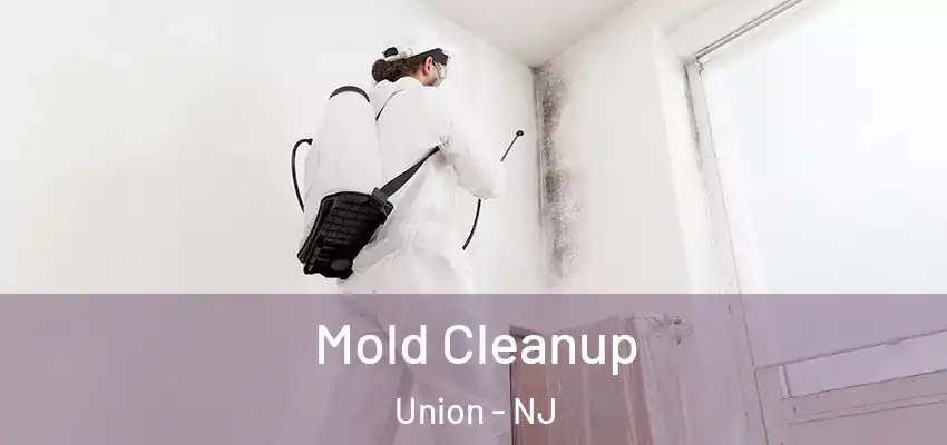 Mold Cleanup Union - NJ