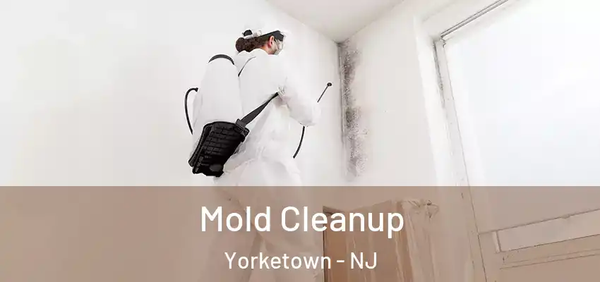  Mold Cleanup Yorketown - NJ