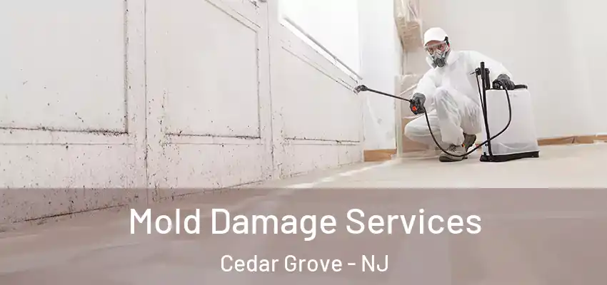 Mold Damage Services Cedar Grove - NJ