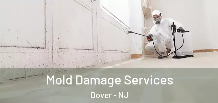 Mold Damage Services Dover - NJ