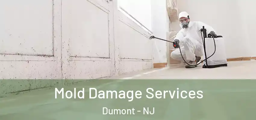  Mold Damage Services Dumont - NJ