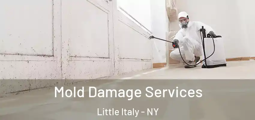  Mold Damage Services Little Italy - NY