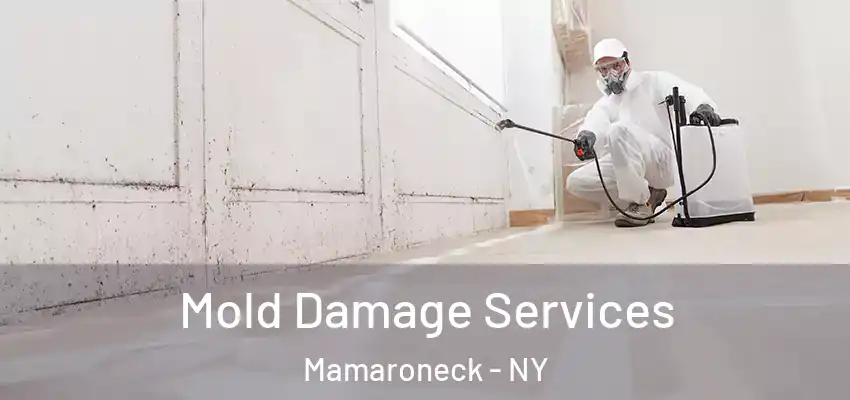 Mold Damage Services Mamaroneck - NY