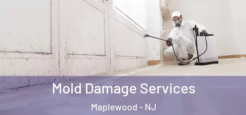 Mold Damage Services Maplewood - NJ
